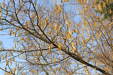 Image showing Catkins