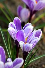 Image showing Crocuses