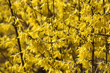 Image showing Yellow blooming forsythia.