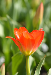 Image showing Red tulip