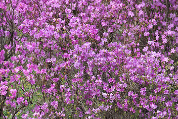 Image showing Pink azalea