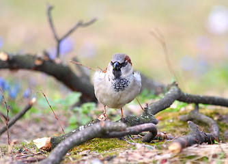 Image showing Sparrow