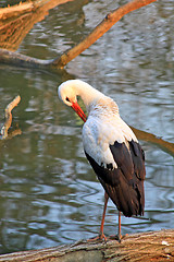 Image showing Stork