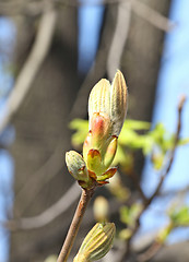 Image showing Chestnut bud