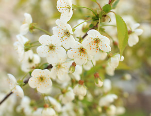 Image showing Cherry blossoms