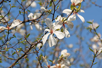 Image showing Blooming white magnolia