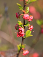 Image showing Blooming decorative red plum