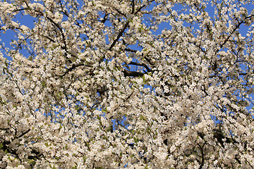 Image showing Blooming cherry trees