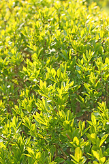 Image showing Green leaves