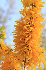 Image showing Yellow forsythia