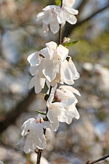 Image showing Snow flowers