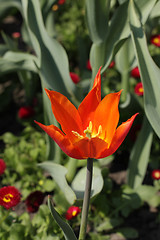 Image showing Red tulip