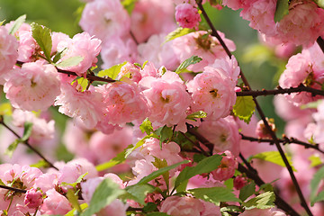 Image showing Pink plum blossoms