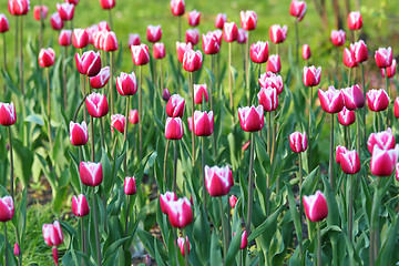 Image showing Pink tulips