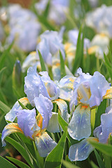 Image showing Blue irises