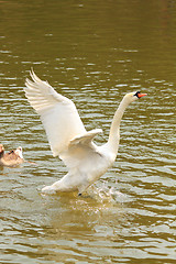 Image showing White swan