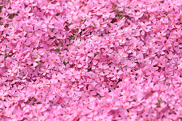 Image showing Little pink flowers