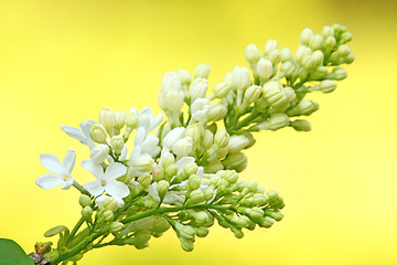 Image showing White lilac