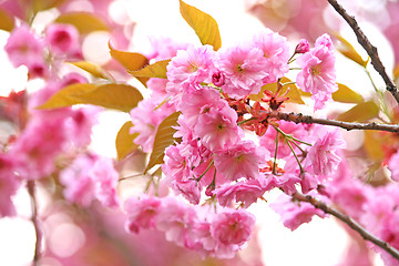 Image showing Blooming sakura