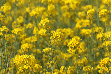 Image showing Barbarea vulgaris