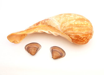 Image showing Three sea shells.    