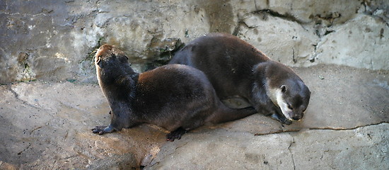 Image showing Otters