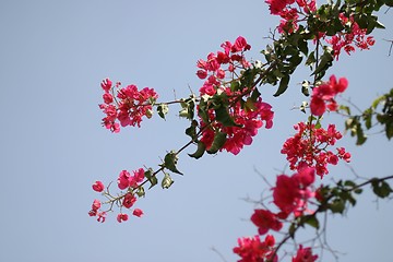 Image showing Bougainvillea