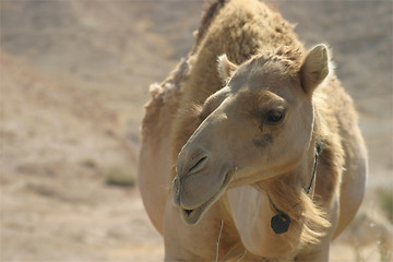 Image showing Camel