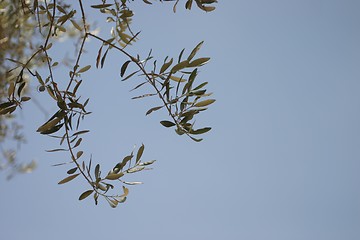 Image showing  Olive branches