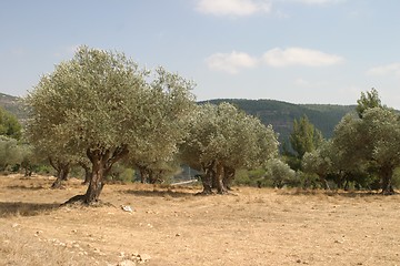 Image showing Olive grove