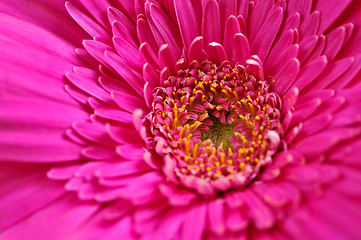 Image showing Gerbera flower