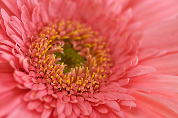 Image showing Gerbera flower