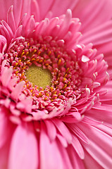 Image showing Gerbera flower