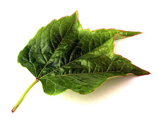 Image showing leaf