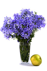 Image showing Bouquet of blue flower about an flavovirent apple