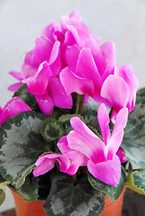 Image showing Pink cyclamen