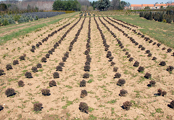 Image showing Thuja rows