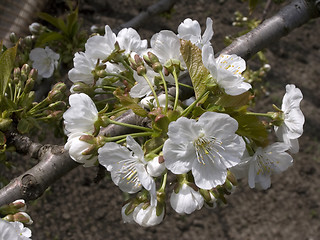 Image showing Tree flowering 