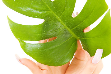 Image showing female hands with green leaf