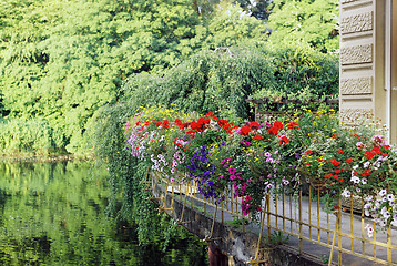 Image showing Green balcony with flowers