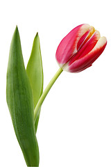 Image showing Red fresh tulip