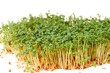 Image showing Cress