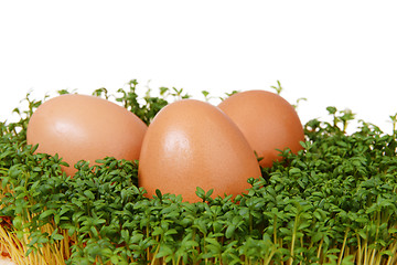 Image showing Cress and eggs