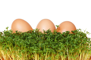 Image showing Cress and eggs