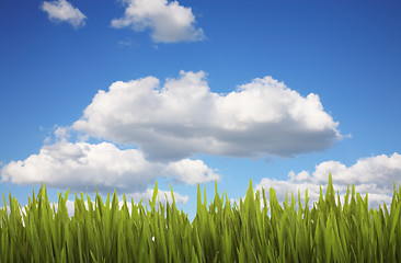 Image showing Grass and Cloudy Sky