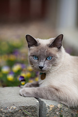 Image showing Siamese in The Garden