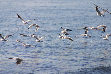 Image showing birds at the water