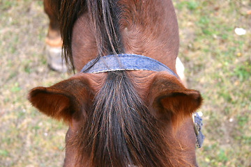 Image showing a horse ears