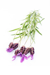 Image showing lavender papillon