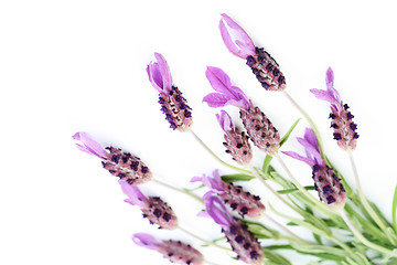 Image showing lavender papillon